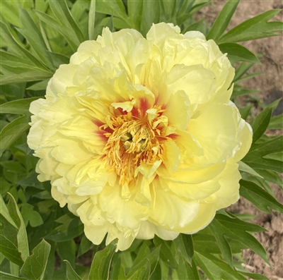 Bartzella ITOH Peony