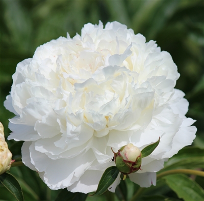 Shirley Temple Peony