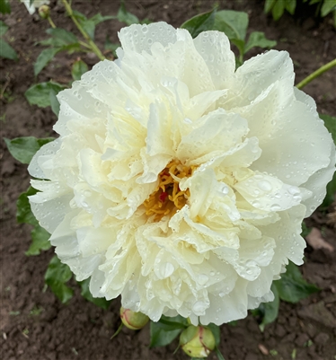 Vanilla Schnapps Peony